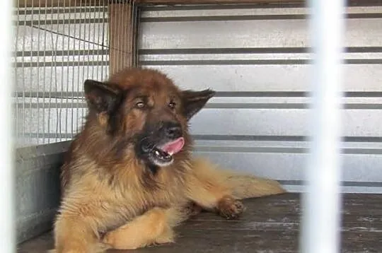 Barry - długowłosy owczarek do adopcji
