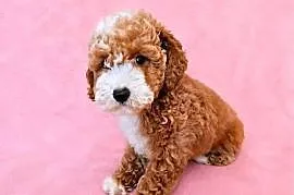 MALTIPOO suczka