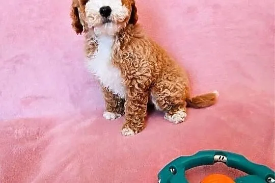 MALTIPOO suczka, Wielkopolskie, Poznań