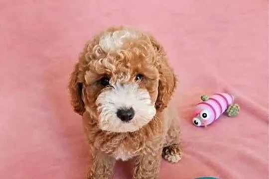 MALTIPOO suczka, Wielkopolskie, Poznań