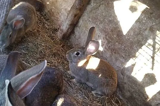 Sprzedam króliki młode..