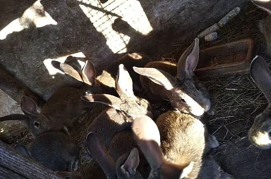 Sprzedam króliki młode.., Mazowieckie, Przeradz Wielki