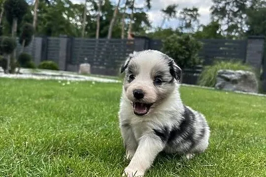 Border Collie szczeniaki FCI/ZKwP, Lubuskie, Krzeszyce