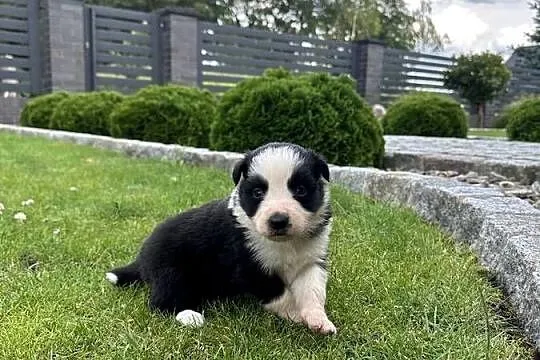 Border Collie szczeniaki FCI/ZKwP, Lubuskie, Krzeszyce