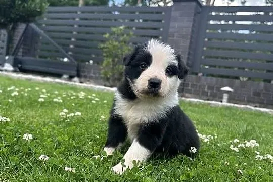 Border Collie szczeniaki FCI/ZKwP, Lubuskie, Krzeszyce