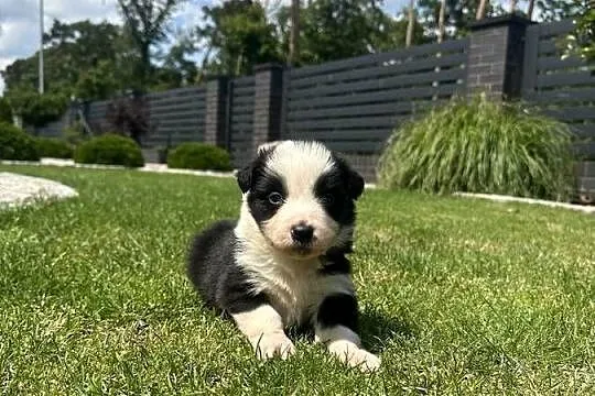 Border Collie szczeniaki FCI/ZKwP, Lubuskie, Krzeszyce