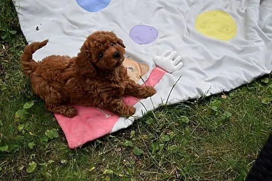 PUDEL TOY /MINIATURA ,badania genetyczne, Podlaskie, Łapy