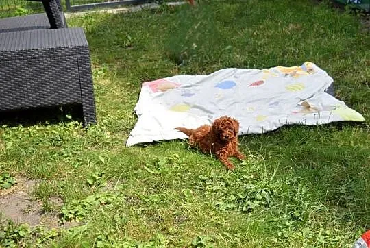 PUDEL TOY /MINIATURA ,badania genetyczne, Podlaskie, Łapy