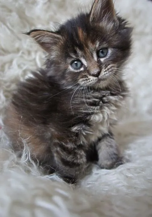MAINE COON - piękne, duże, mazowieckie Warszawa