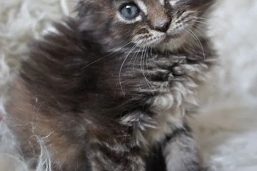 MAINE COON - piękne, duże,  mazowieckie Warszawa