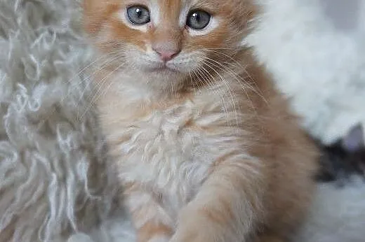 MAINE COON - piękne, duże,  mazowieckie Warszawa