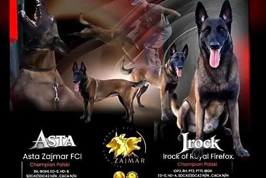 Owczarek belgijski Malinois FCI. Zapowiedz miotu.