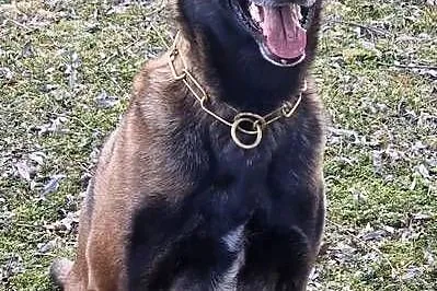 Owczarek belgijski Malinois FCI. Zapowiedz miotu., Małopolskie, Nowy Sącz
