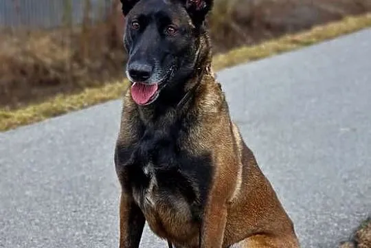 Owczarek belgijski Malinois FCI. Zapowiedz miotu., Małopolskie, Nowy Sącz