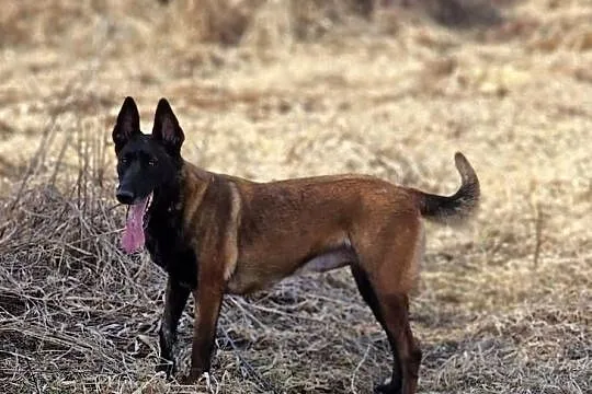 Owczarek belgijski Malinois FCI. Zapowiedz miotu., Małopolskie, Nowy Sącz