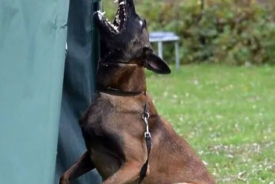 Owczarek belgijski Malinois FCI. Zapowiedz miotu., Małopolskie, Nowy Sącz