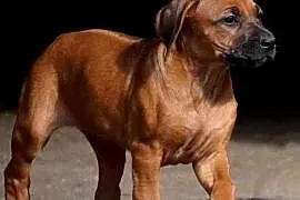 Rhodesian Ridgeback, szczenię niestandartowe suczka ZKwP KIBANDA