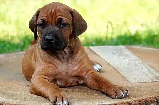 Rhodesian Ridgeback, szczenię niestandartowe suczka ZKwP KIBANDA, Łódzkie, Dłutów