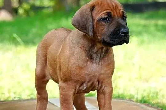 Rhodesian Ridgeback, szczenię niestandartowe suczka ZKwP KIBANDA, Łódzkie, Dłutów