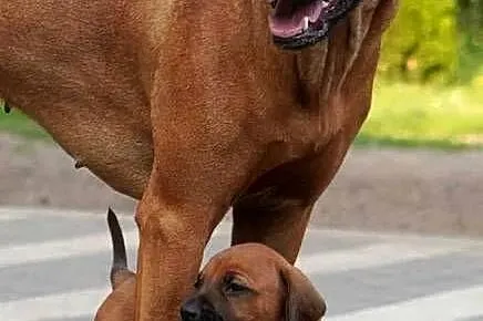 Rhodesian Ridgeback, szczenię niestandartowe suczka ZKwP KIBANDA, Łódzkie, Dłutów