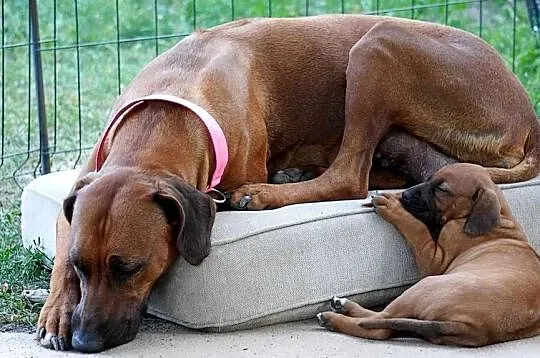 Rhodesian Ridgeback, szczenię niestandartowe suczka ZKwP KIBANDA, Łódzkie, Dłutów
