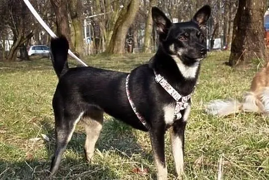 LUSIA delikatna jak sarenka młoda suczka czeka na 