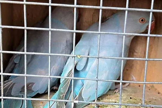 Sprzedam aleksandretty obrożne, Wielkopolskie, Turek