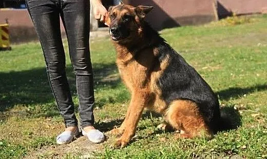 Bajron piękny owczarek niemiecki potrzebuje kochaj