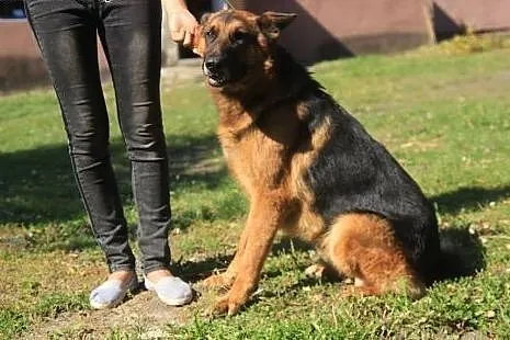 Bajron piękny owczarek niemiecki potrzebuje kochaj