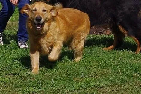 Radosny, przyjazny Hugo, bardzo grzeczny GOLDEN RE