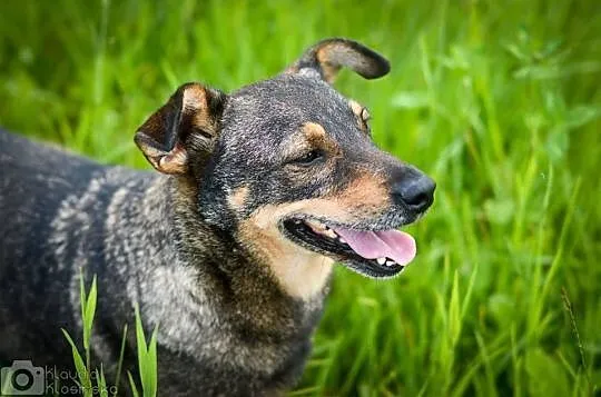 Kochana, niekonfliktowa Maja, pozornie zwykła suni