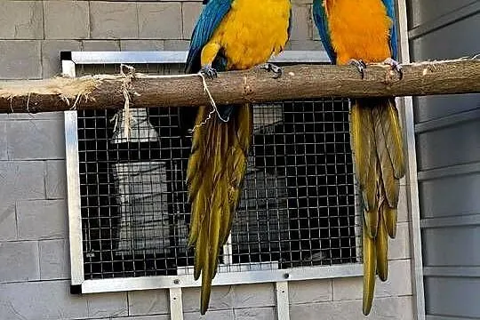 Ara Ararauna dorosłe ptaki, Wielkopolskie, Rakoniewice