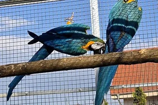 Ara Ararauna dorosłe ptaki, Wielkopolskie, Rakoniewice