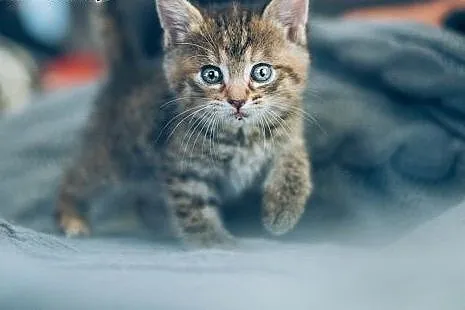 Anyżka – 400 gram kociej PUCHATEJ milastej słodyczy do adopcji,,  małopolskie Kraków