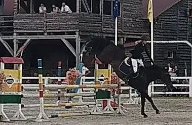 Nawis ujeżdzenie skoki wkkw koń dla dziecka lub amatora, ,