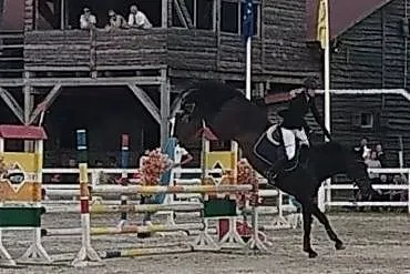 Nawis ujeżdzenie skoki wkkw koń dla dziecka lub amatora, , 