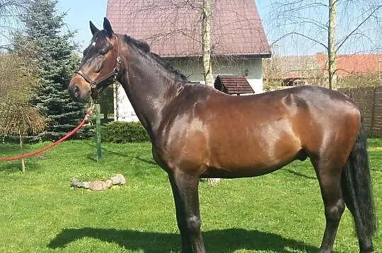 Nawis ujeżdzenie skoki wkkw koń dla dziecka lub amatora, , 