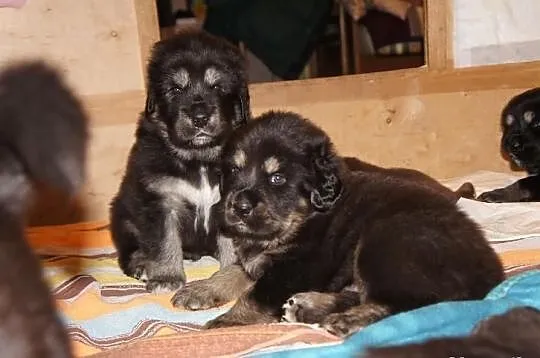 JEDYNY i NIEPOWTARZALNY MIOT mastifa tybetańskiego