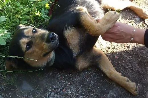 Urocza, malutka Mila czeka w domu tymczasowym na k