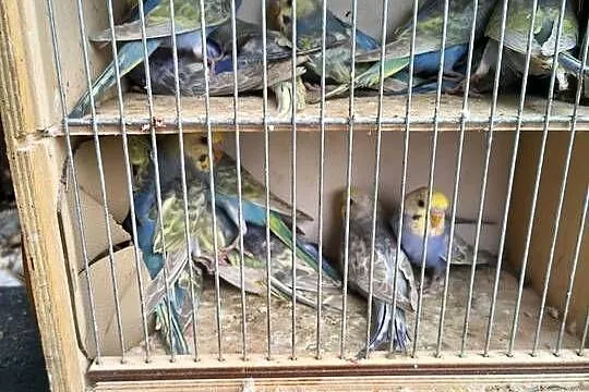 Młode papugi faliste tęczowe, Mazowieckie, Celestynów