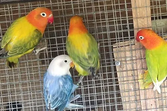 Nierozłączki Fischery, Pomorskie, Gdynia