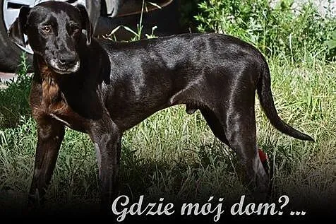 Porażająco Piękny! Velvet___