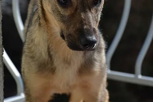 Suzi - wesoły 6-miesięczny szczeniak,  małopolskie