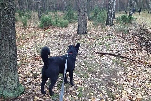 Pełen energii Mati szuka domu!,  mazowieckie Warsz