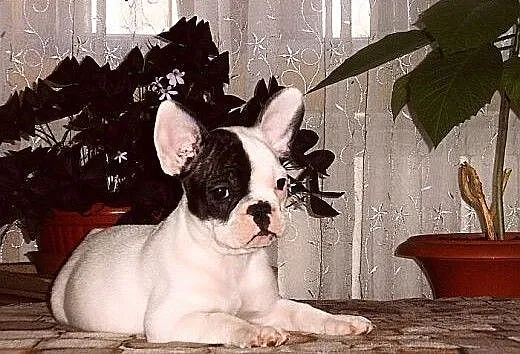 Buldog francuski, Buldog cała Polska