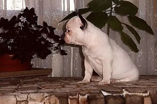 Buldog francuski,  Buldog cała Polska