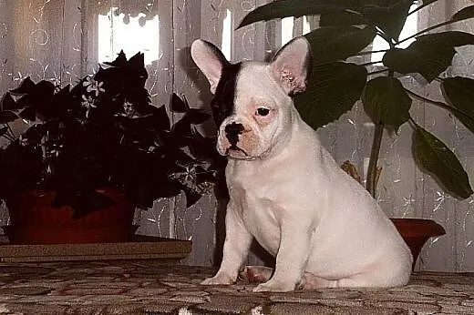 Buldog francuski,  Buldog cała Polska