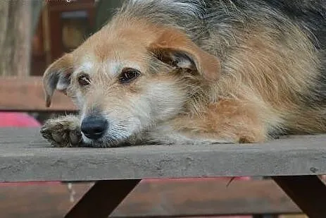 Nutka – towarzyska, przyjazna, ciekawa świata. ADOPCJA,  Kundelki cała Polska