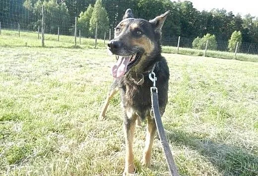 Lucy - śliczna sunia szuka domku!, łódzkie Tomasz