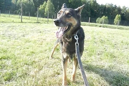 Lucy - śliczna sunia szuka domku!,  łódzkie Tomasz